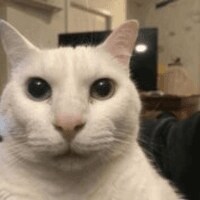 죽으면 애완동물이 찾아온다는 얘기 안 믿는 이유_1.png