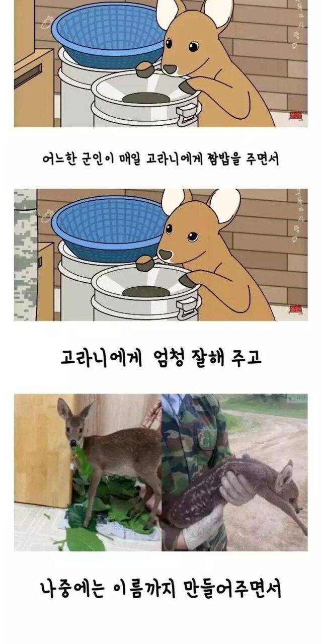 고라니의 보복같은 보은_1.jpg