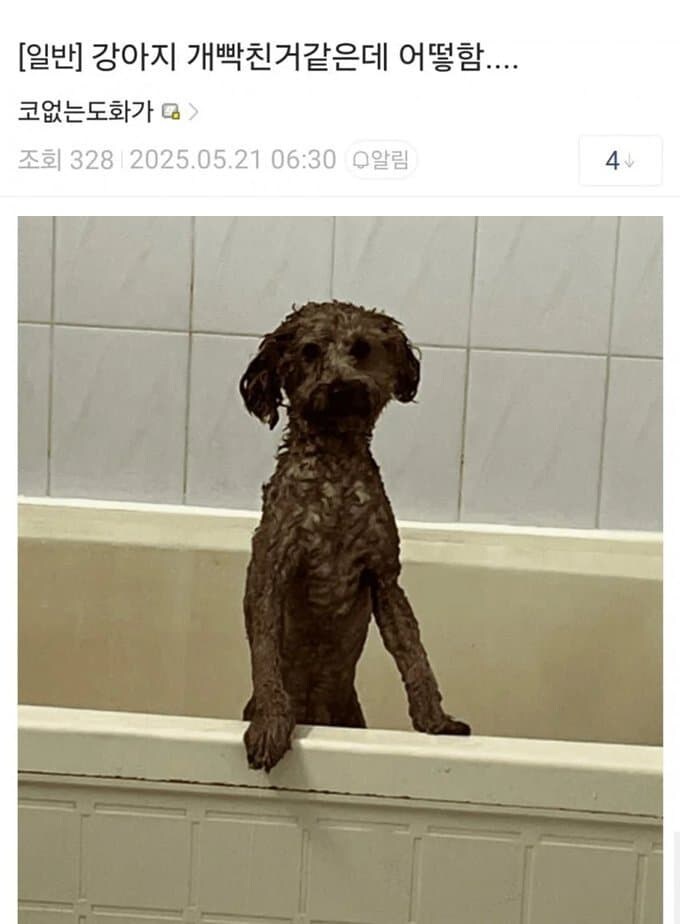 공포의 댕댕이.jpg_1.jpg