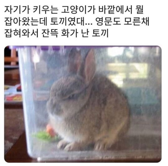 영문도 모른체 고양이한테 납치당해서 화가난 토끼_1.jpg