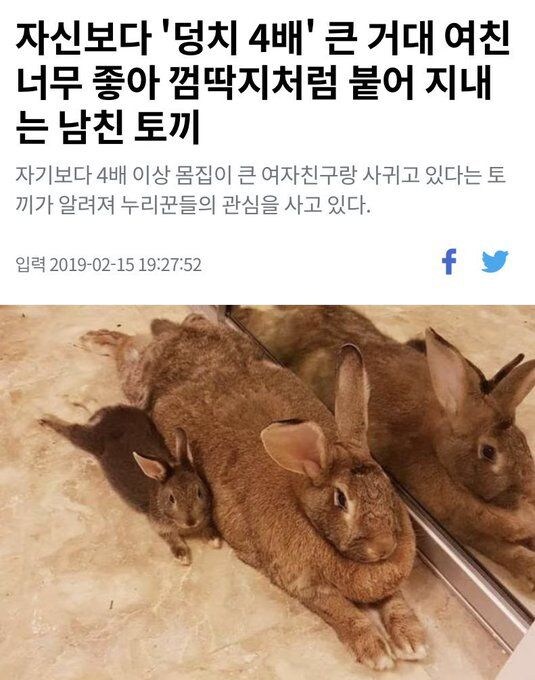 덩치 큰 암컷이 취향인 토끼_1.jpg