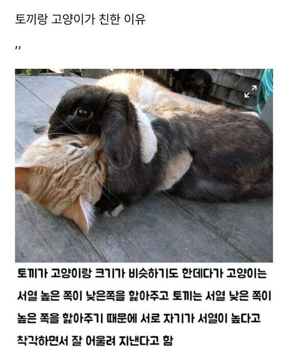 착각에 빠진 토끼와고양이_1.jpg