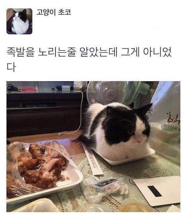족발을 노리는줄 알았는데.._1.jpg
