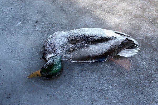 오리가 얼면?.jpg_1.jpg