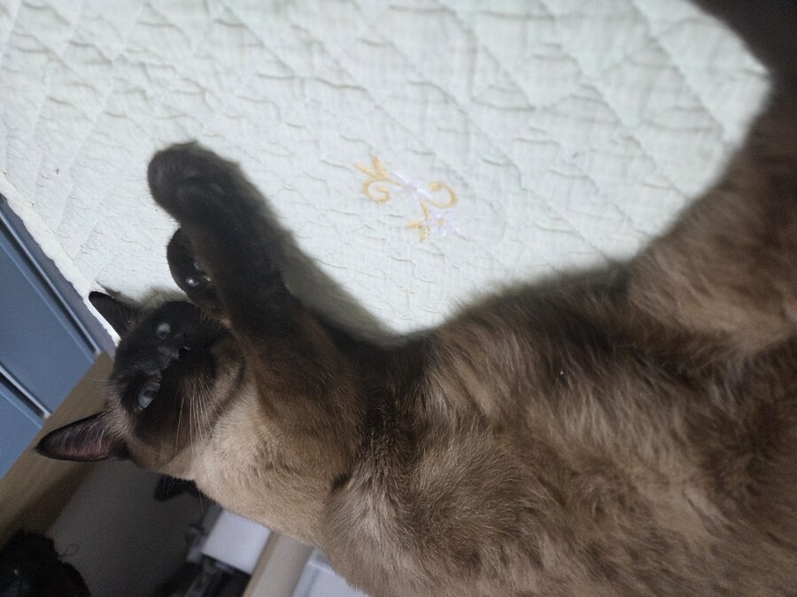 역시 집이 좀 추워야 고양이가..._2.jpg