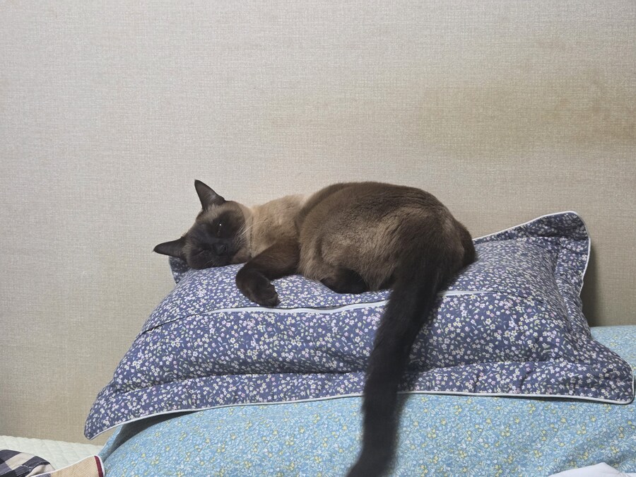 역시 집이 좀 추워야 고양이가..._4.jpg