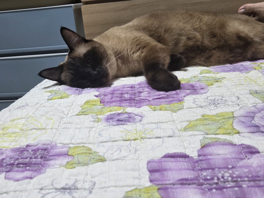 역시 집이 좀 추워야 고양이가..._8.jpg