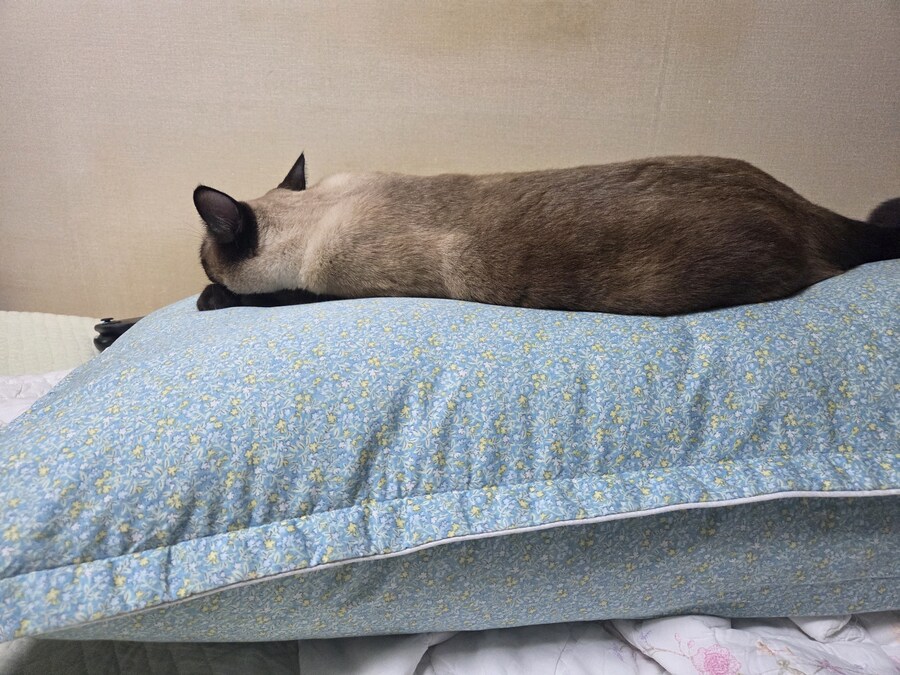 역시 집이 좀 추워야 고양이가..._7.jpg