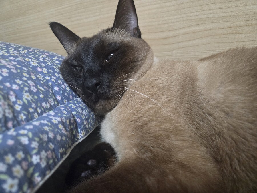 역시 집이 좀 추워야 고양이가..._10.jpg