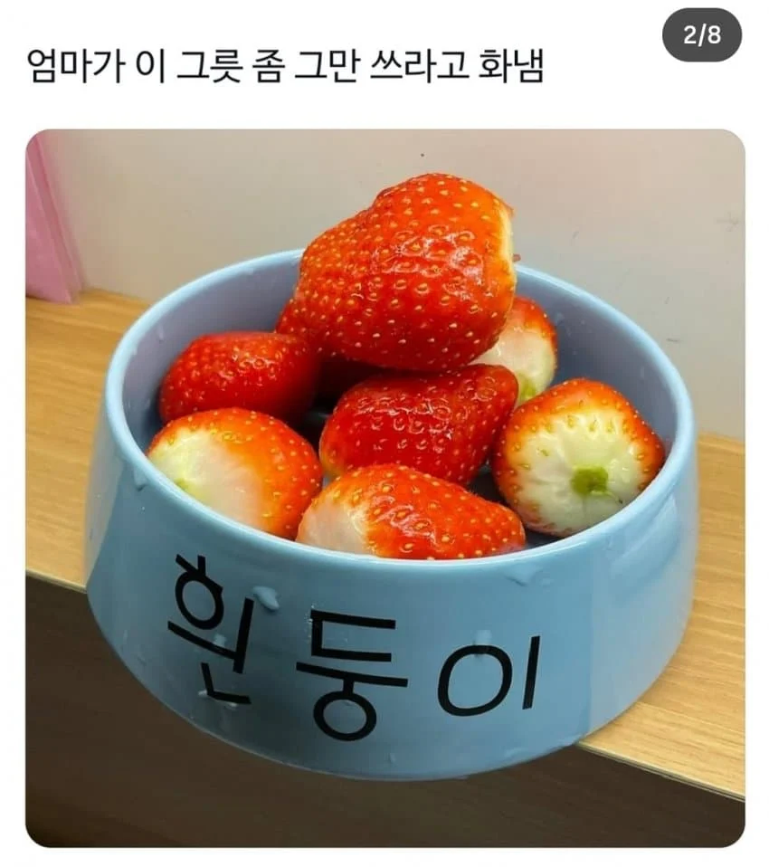 개 밥그릇에 밥먹는 사람_1.webp