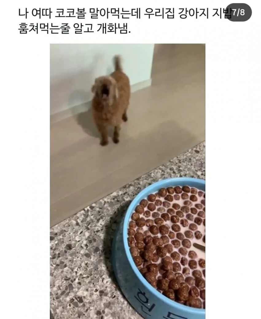 개 밥그릇에 밥먹는 사람_5.webp
