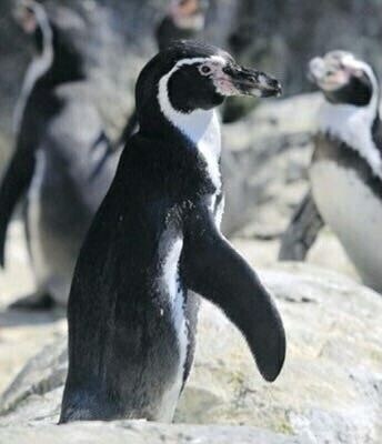 펭귄 엑스레이 촬영 방법.jpg_1.jpg