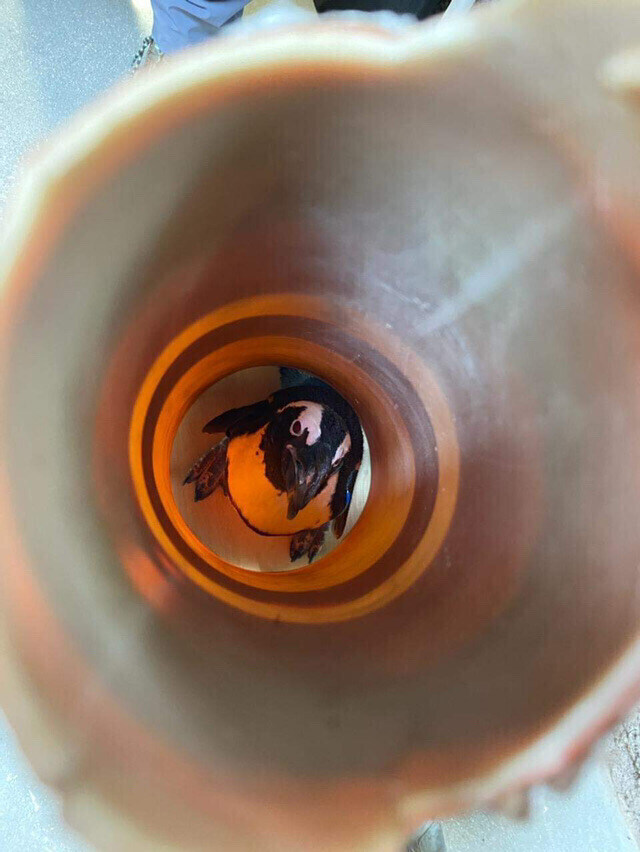 펭귄 엑스레이 촬영 방법.jpg_2.jpg