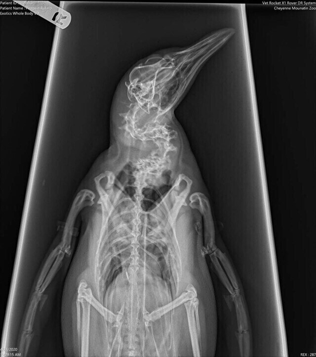 펭귄 엑스레이 촬영 방법.jpg_4.jpg