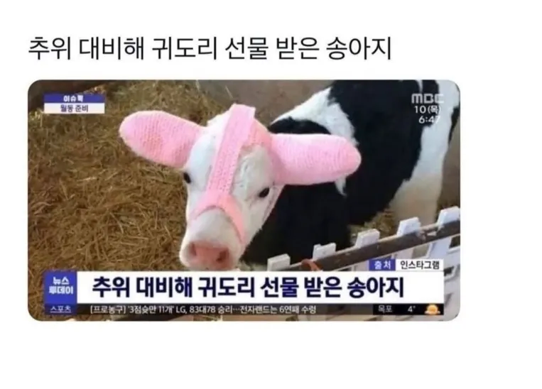 송아지의 겨울나기._1.webp