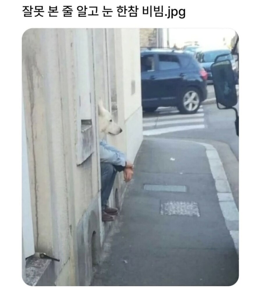 날씨가 추워져 산책 안갈까봐 근심이 많은 댕댕이_1.jpg