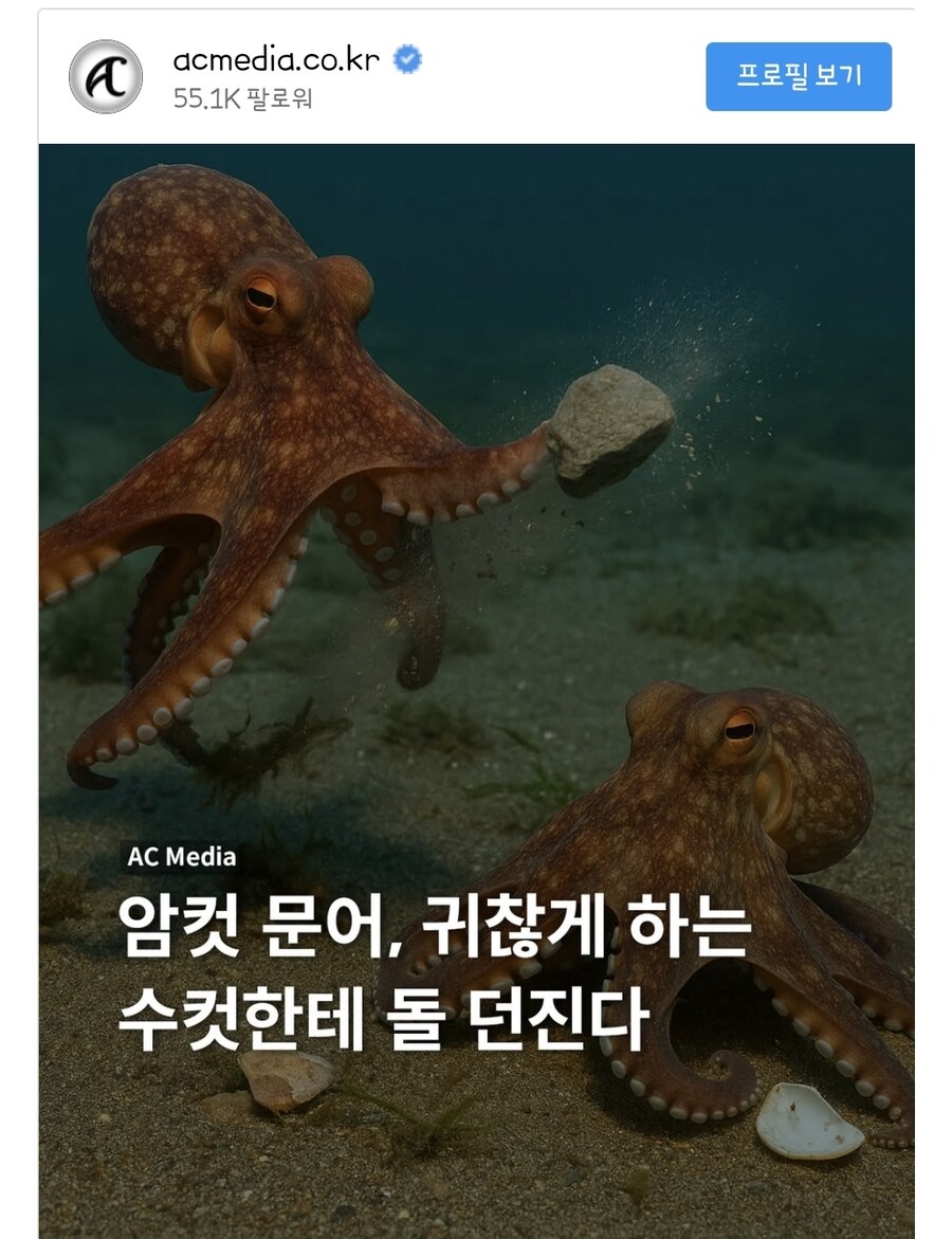 암컷 문어, 짜증나게 하는 수컷한테 돌 던진다_1.jpg