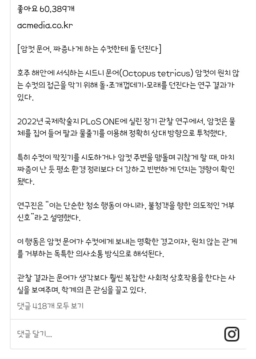 암컷 문어, 짜증나게 하는 수컷한테 돌 던진다_2.jpg