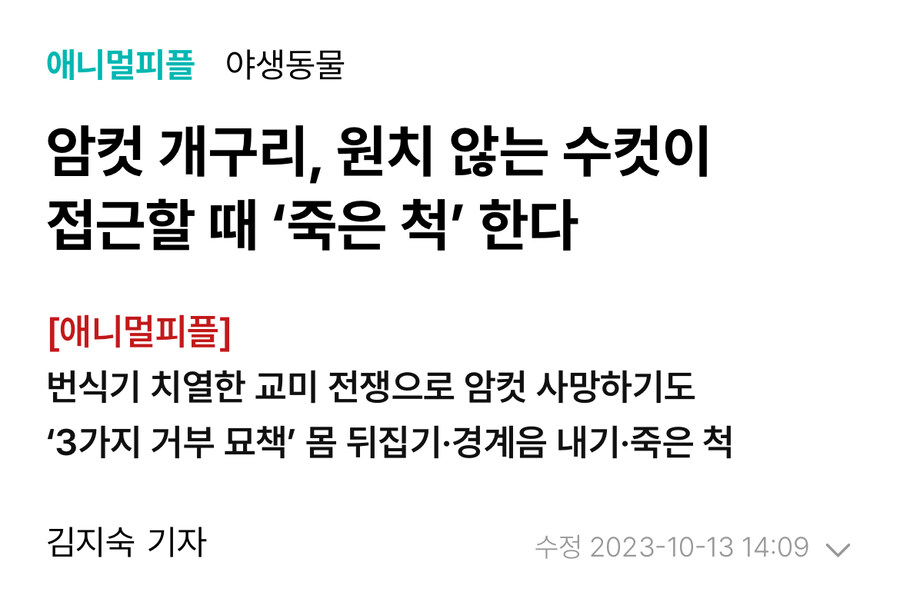 암컷 문어, 짜증나게 하는 수컷한테 돌 던진다_4.jpg