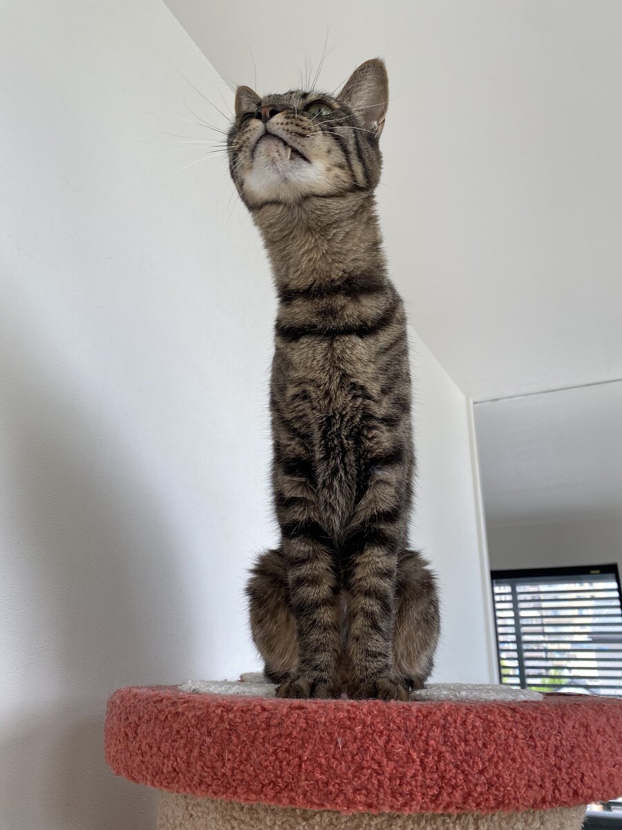 조금 특이한 고양이.jpg_1.jpg