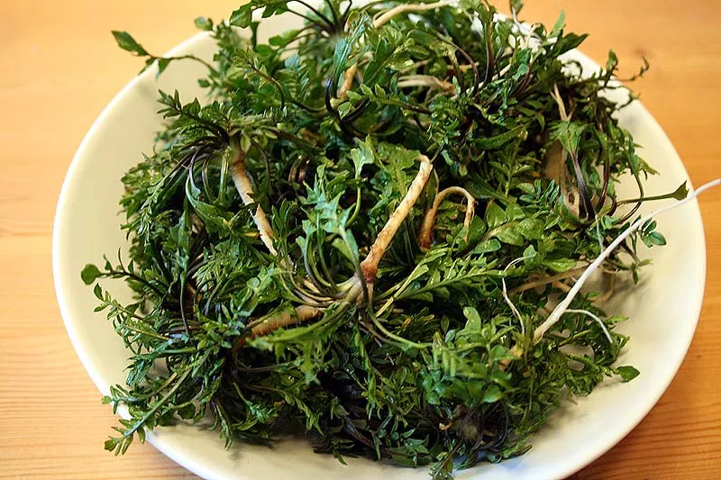 된장찌개 1티어 재료_1.webp