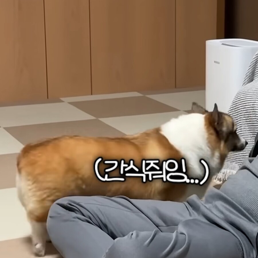 강아지 간식주다가 열받은 아저씨_1.jpg