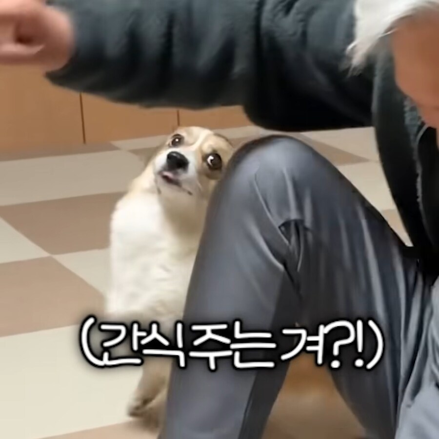 강아지 간식주다가 열받은 아저씨_4.jpg