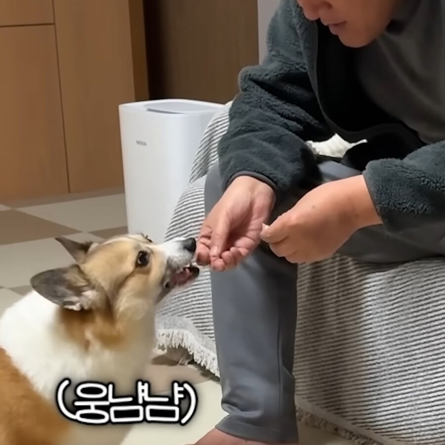 강아지 간식주다가 열받은 아저씨_6.jpg