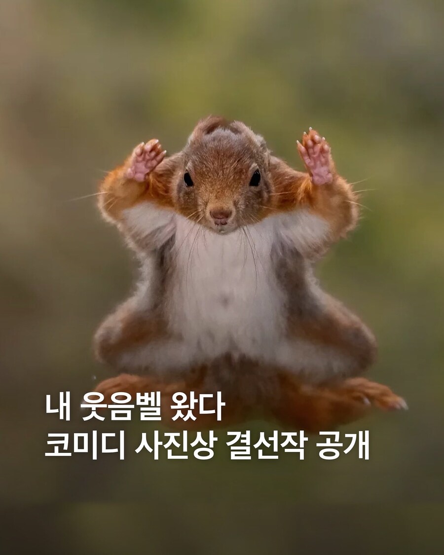 코미디 야생동물 사진상 결선작_1.jpg