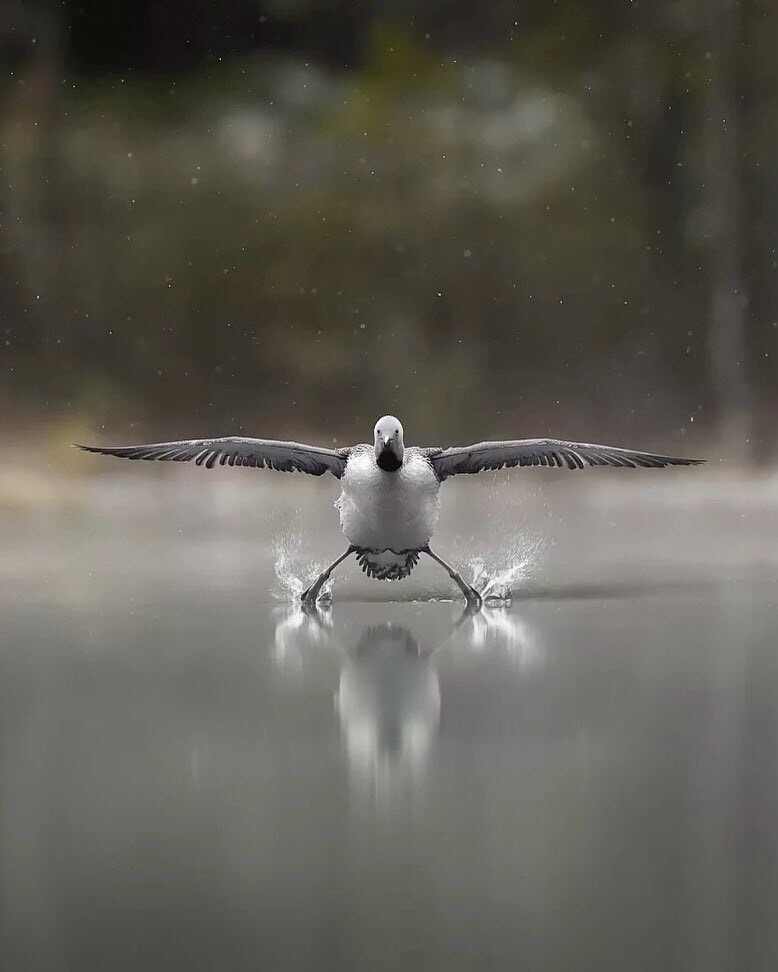 코미디 야생동물 사진상 결선작_2.jpg