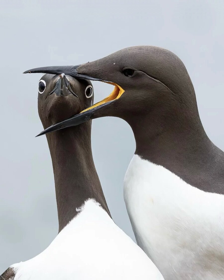코미디 야생동물 사진상 결선작_3.jpg