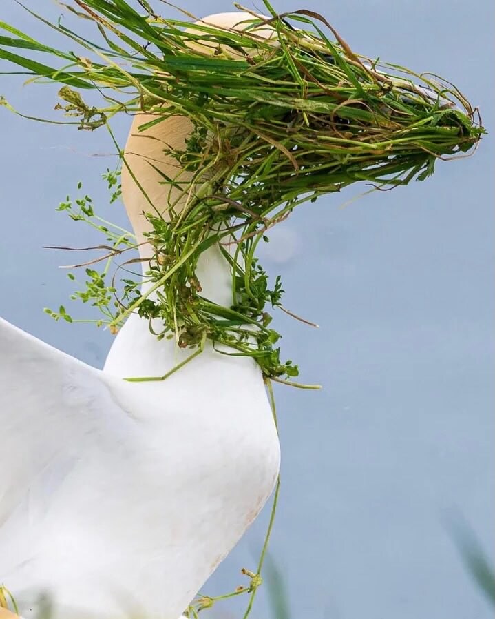 코미디 야생동물 사진상 결선작_4.jpg