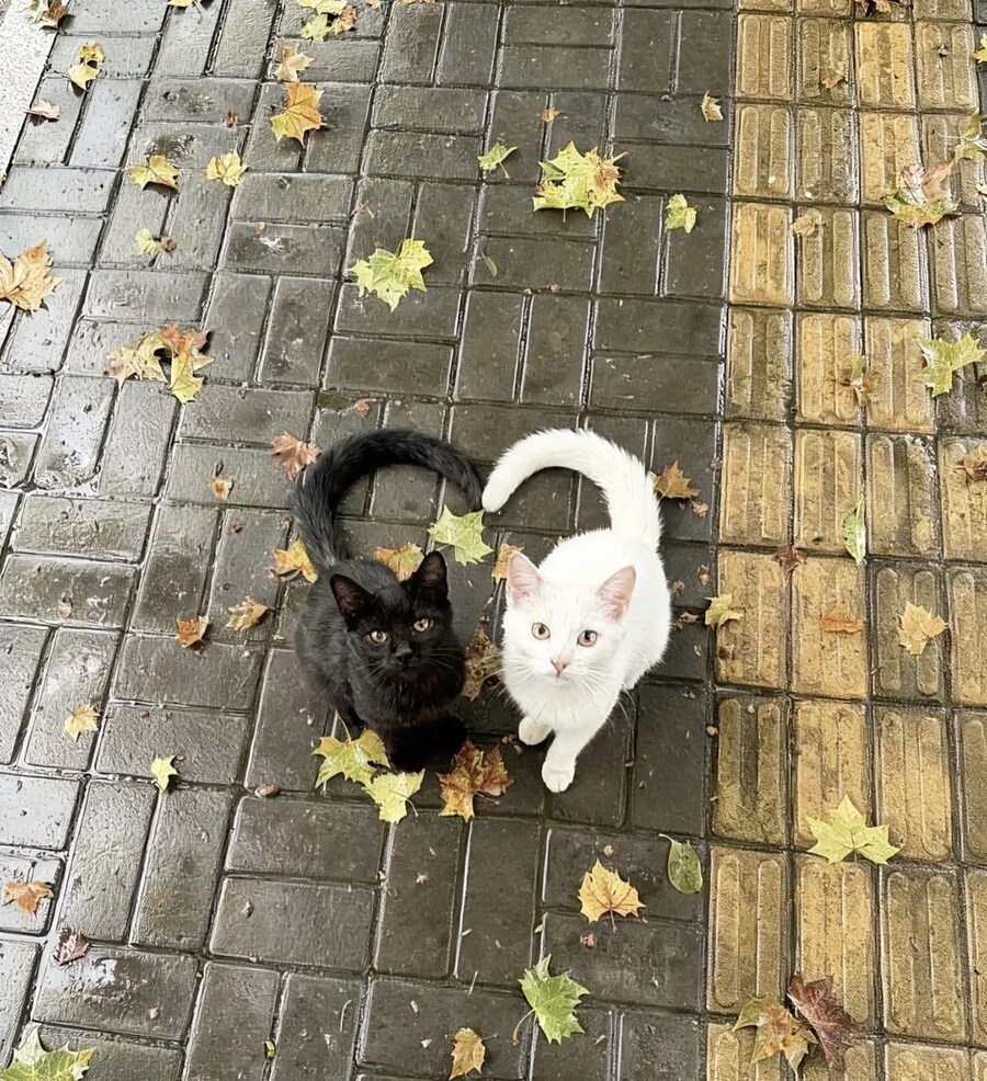 고양이 하트_1.jpg