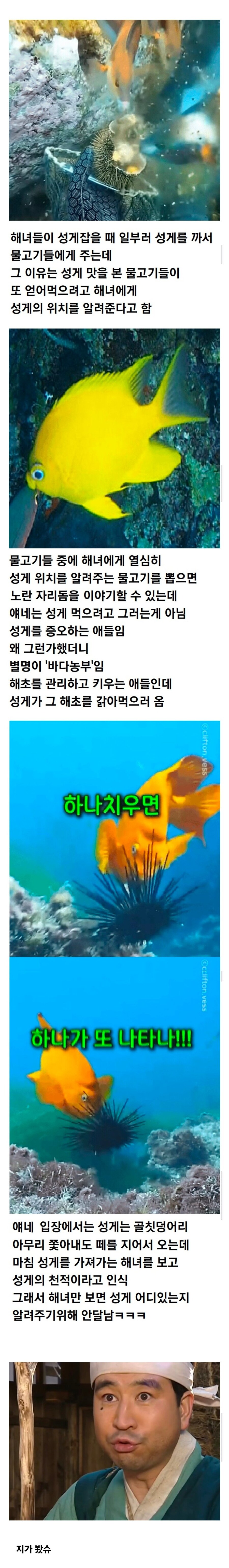 해녀에게 성게의 위치를 알려주는 물고기.jpg_1.jpg