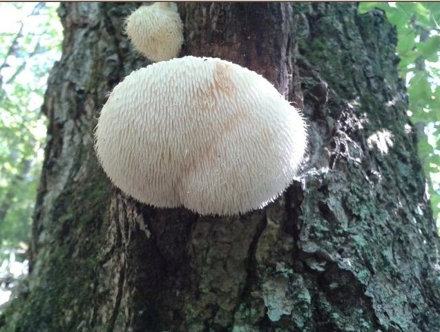 이 버섯의 이름이 노루궁뎅이버섯인 이유_1.png