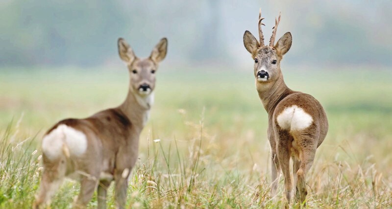 이 버섯의 이름이 노루궁뎅이버섯인 이유_2.png