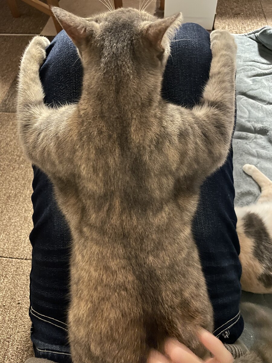 우람한 고양이.jpg_1.jpg