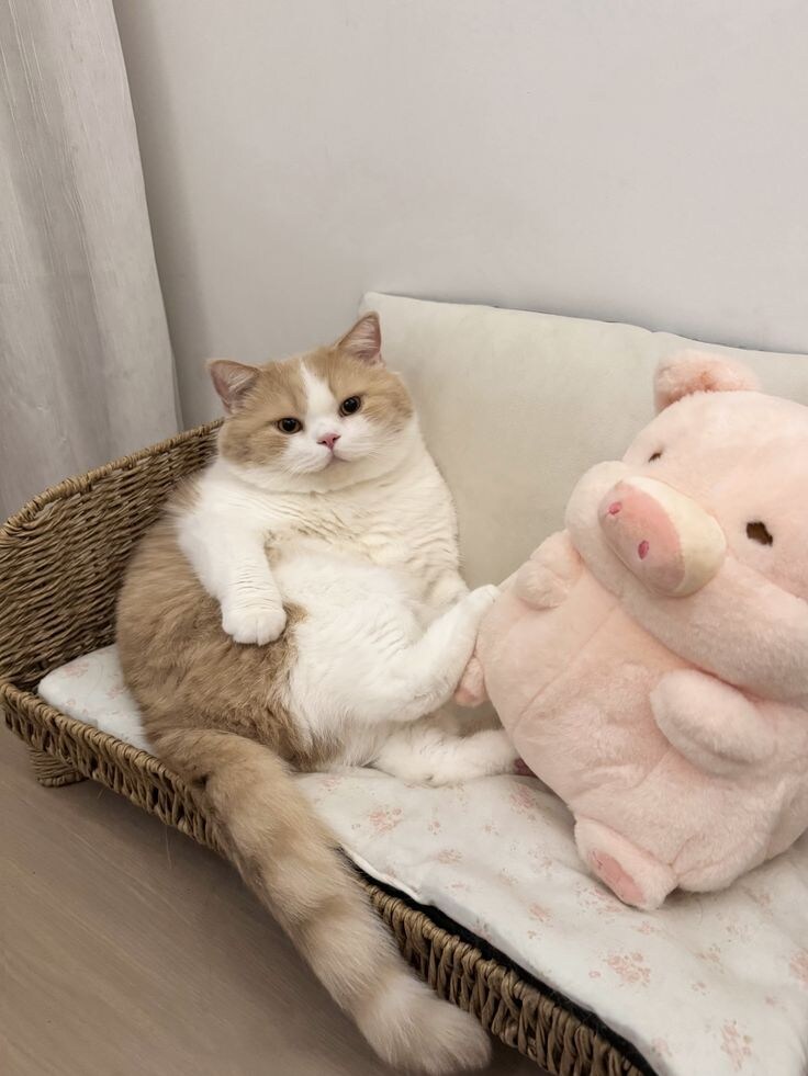 돼지와 돼지 인형.jpg_1.jpg