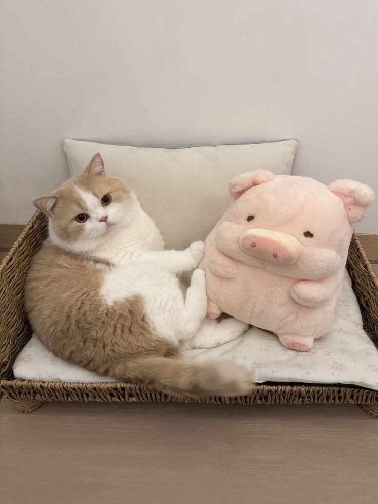 돼지와 돼지 인형.jpg_2.jpg