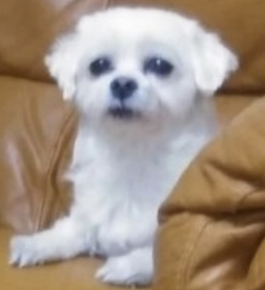 막둥이 상태가...._2.jpg