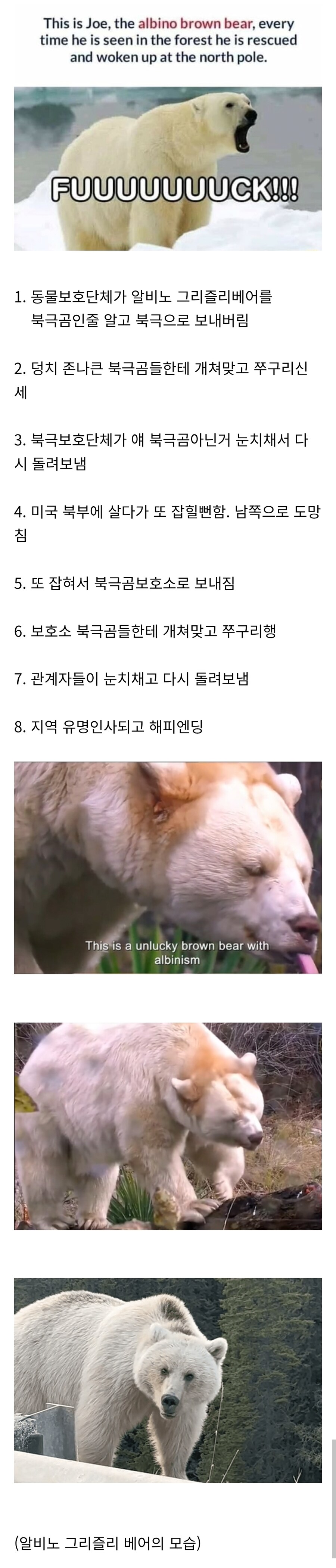 북극곰으로 오해받은 알비노 곰의 수난사.jpg_1.jpg