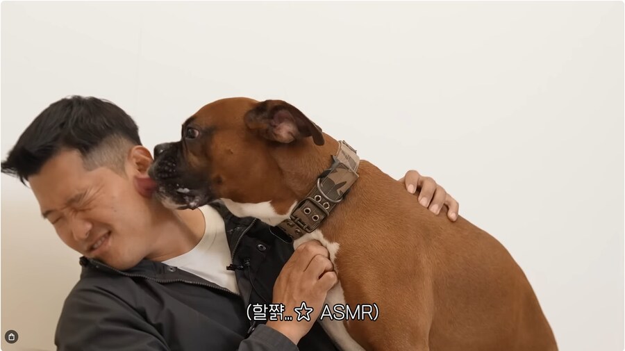 투견처럼 생겼는데 순하기로 유명한 개_1.png