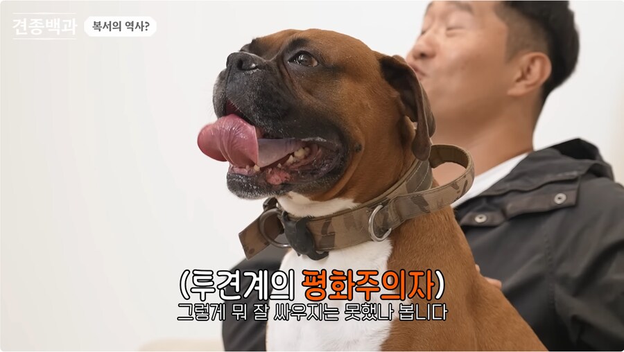 투견처럼 생겼는데 순하기로 유명한 개_4.png