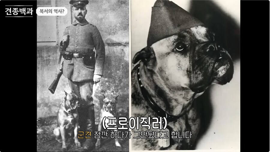 투견처럼 생겼는데 순하기로 유명한 개_5.png