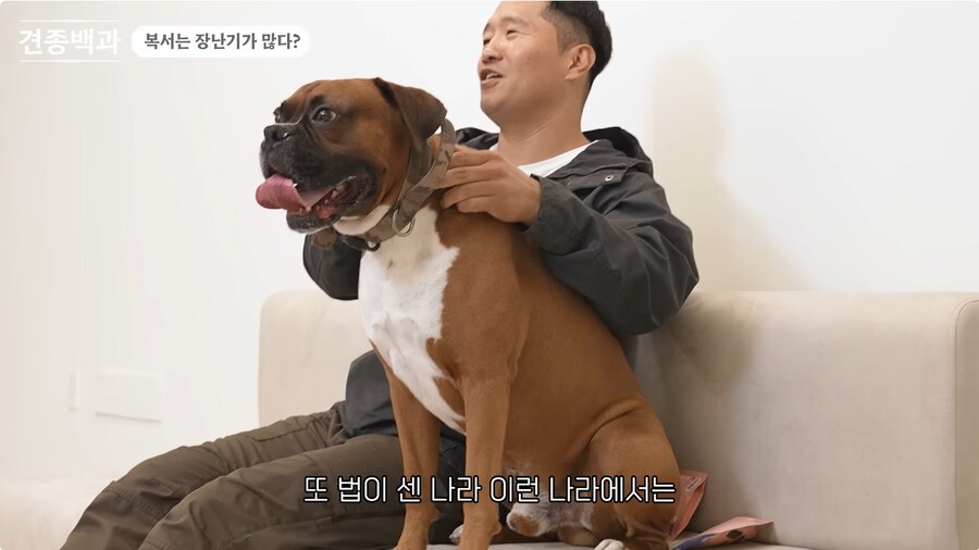 투견처럼 생겼는데 순하기로 유명한 개_12.png