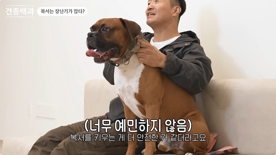 투견처럼 생겼는데 순하기로 유명한 개_13.png
