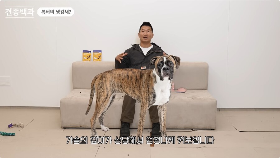 투견처럼 생겼는데 순하기로 유명한 개_15.png