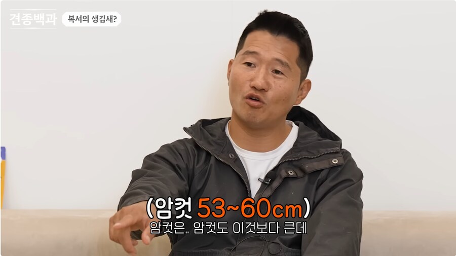 투견처럼 생겼는데 순하기로 유명한 개_16.png