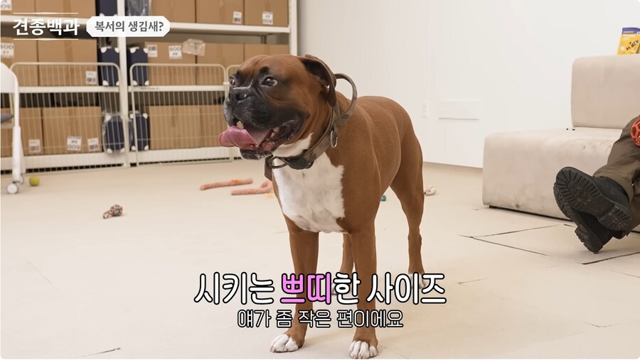 투견처럼 생겼는데 순하기로 유명한 개_17.png