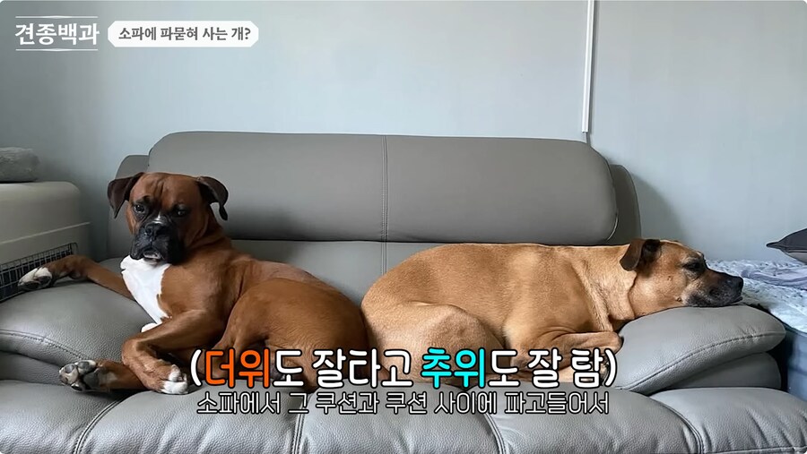 투견처럼 생겼는데 순하기로 유명한 개_19.png